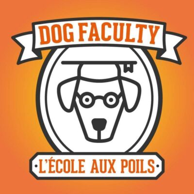 dog faculty chien fond orange