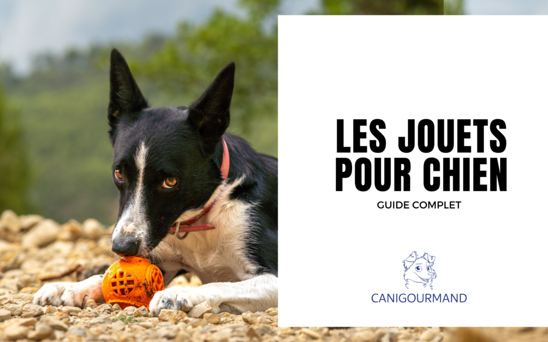 Les Différents Types de Jeux pour Chien et Leur Utilisation : Guide Complet pour les Propriétaires