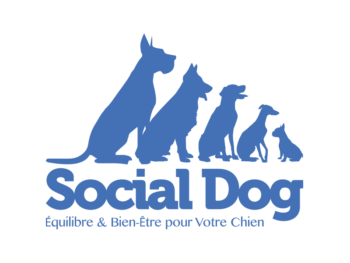 Social Dog education canine