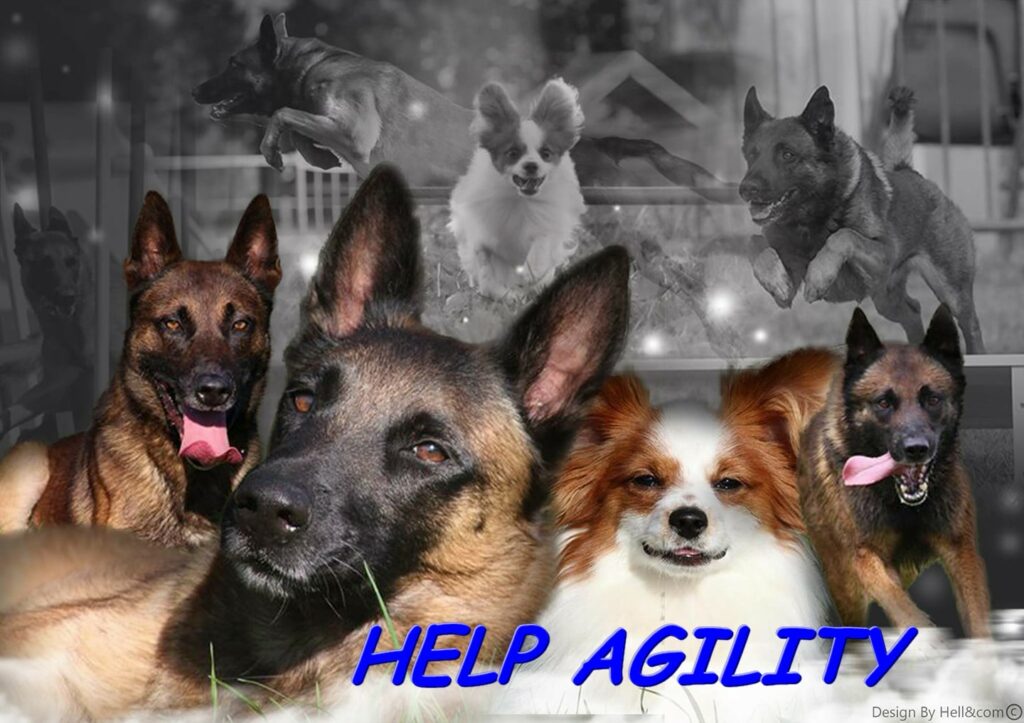 help agility cours agility