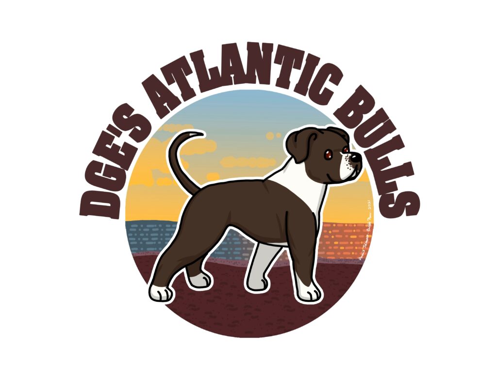 DGE'S BULLS ATLANTIC chien marron