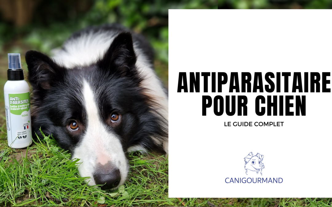 Antiparasitaire pour chien – Le Guide Complet