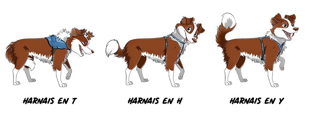 Collier ou Harnais pour chien : lequel choisir ?