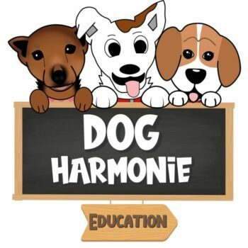 dog harmonie education