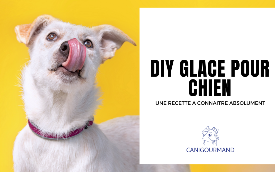 DIY Fabriquer une glace pour chien