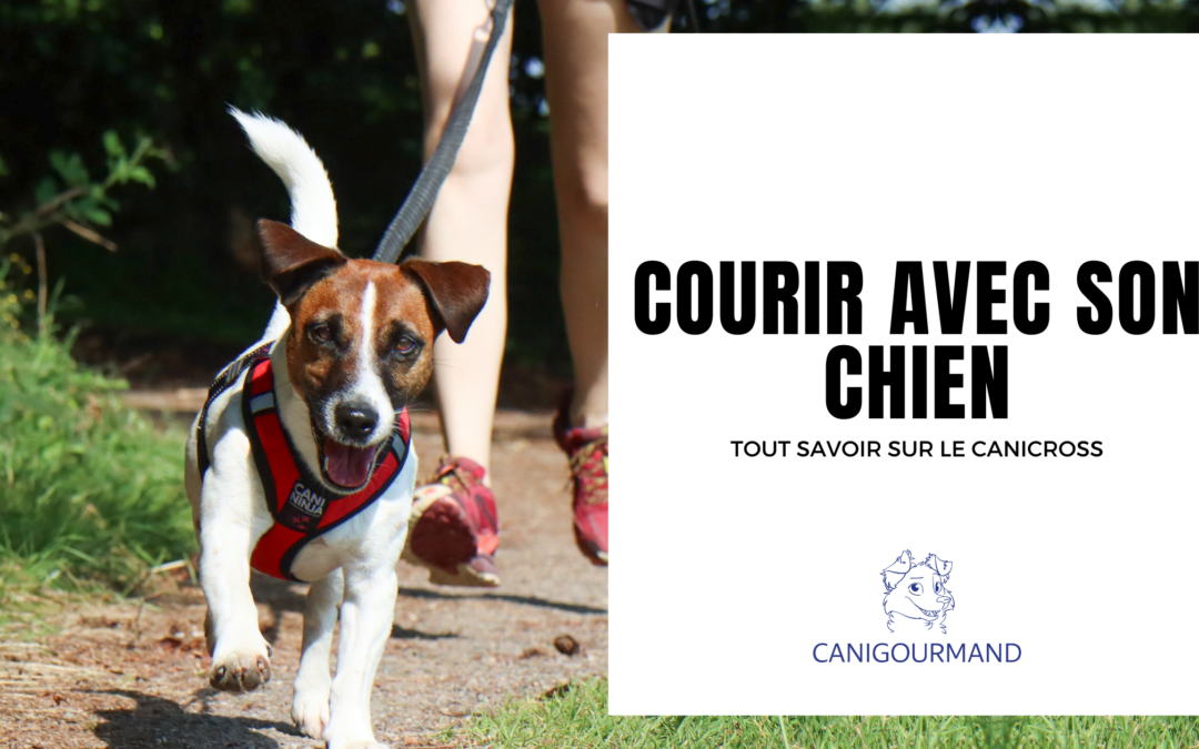 Découvrir le Canicross : Courir avec son Compagnon à Quatre Pattes