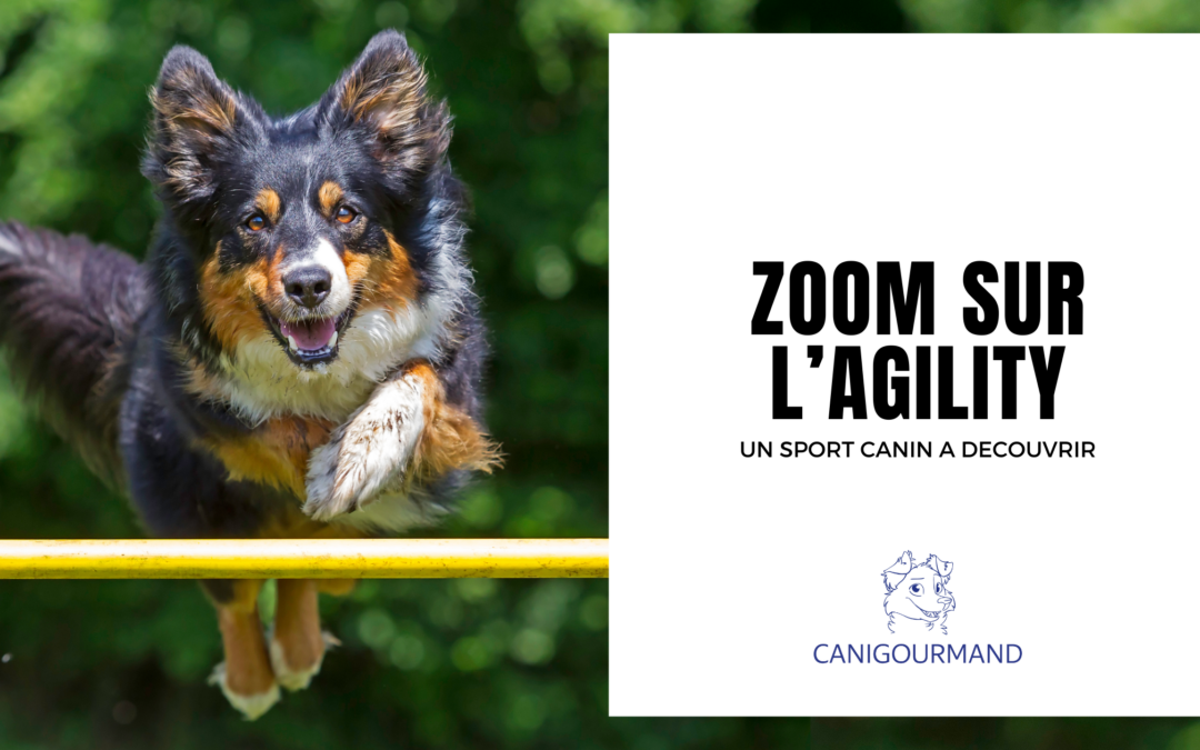 Qu’est ce que l’agility ?