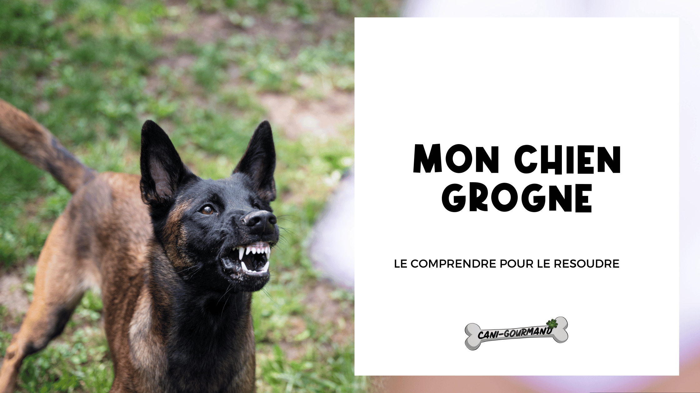 Mon Chien Grogne