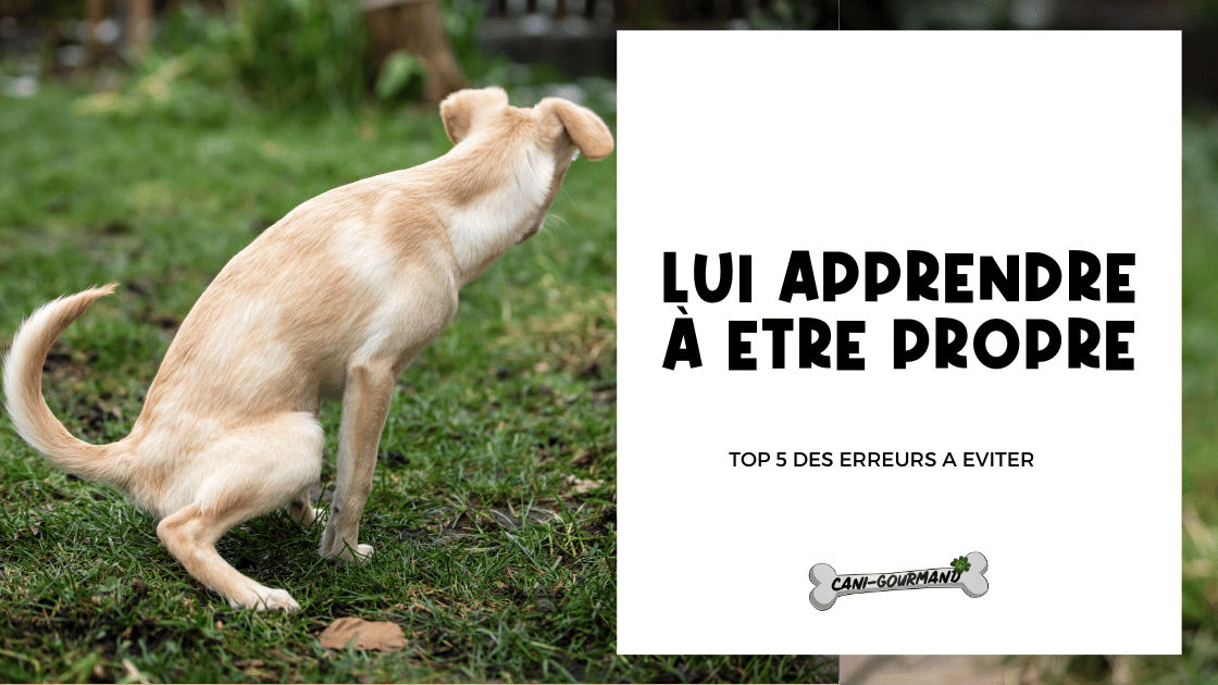 Apprendre à mon chiot la propreté