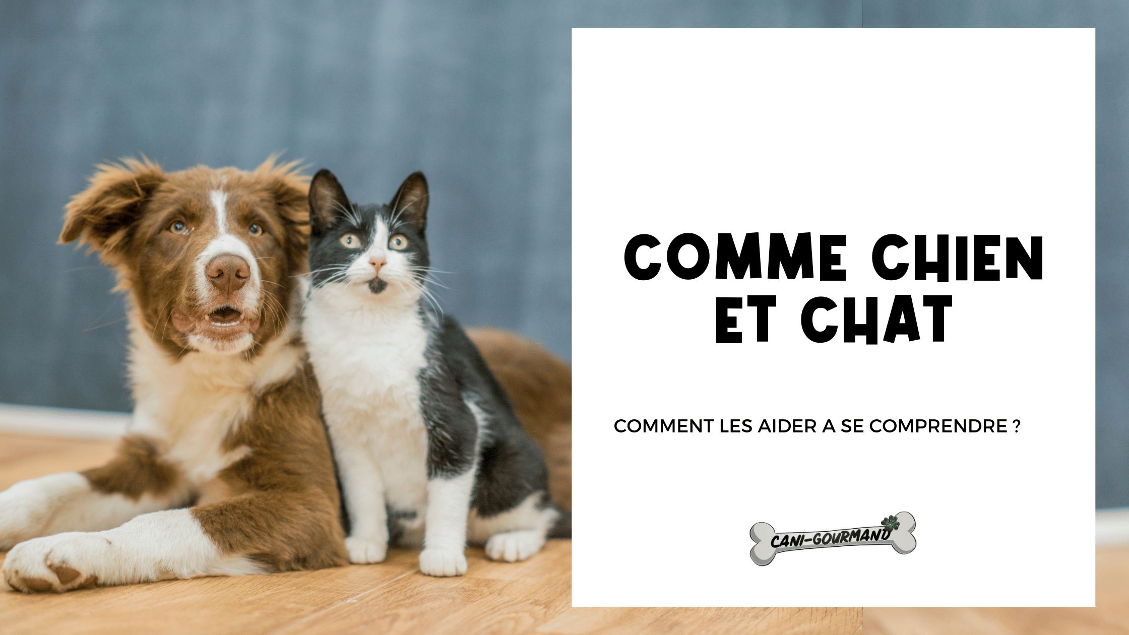 La Cohabitation entre chien et chat