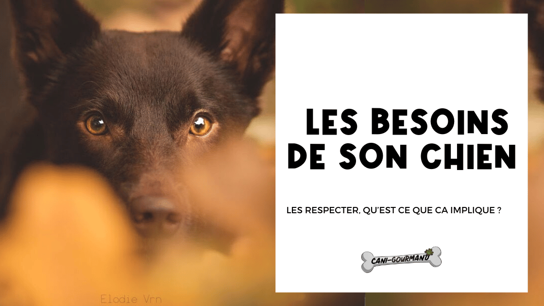 Comprendre les Besoins du Chien : Guide Complet