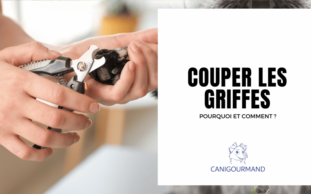 Guide Complet sur la Coupe des Griffes du Chien : Conseils, Techniques et Astuces