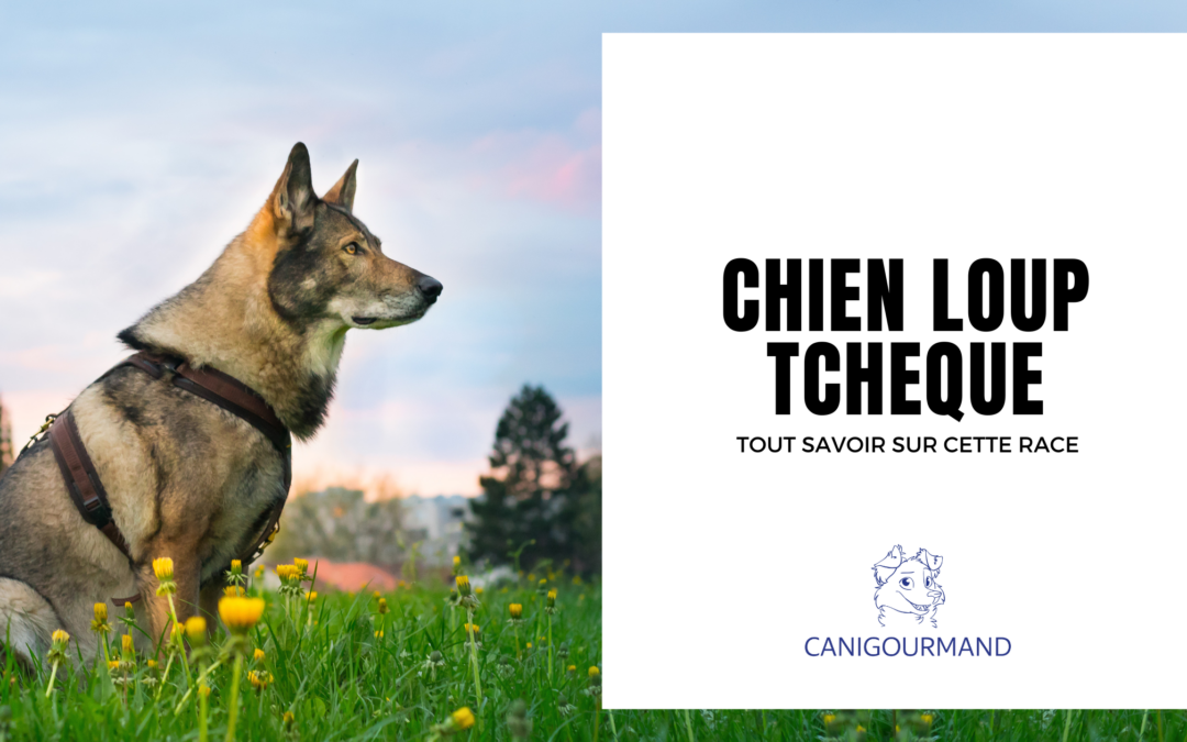 Découvrez la Race du Chien Loup Tchèque : Caractéristiques, Histoire et Besoins