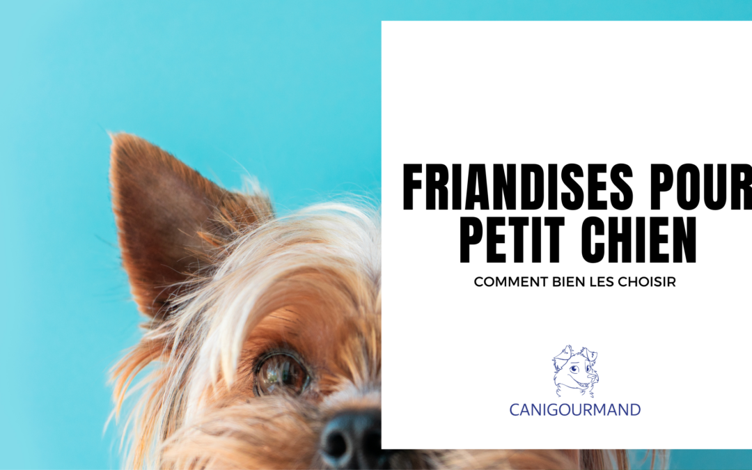 Les Meilleures Friandises pour les Petits Chiens