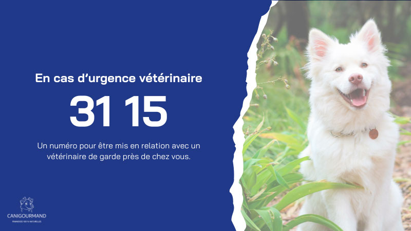 3115 numéro d'urgence à connaître avant de partir en voyage avec son chien