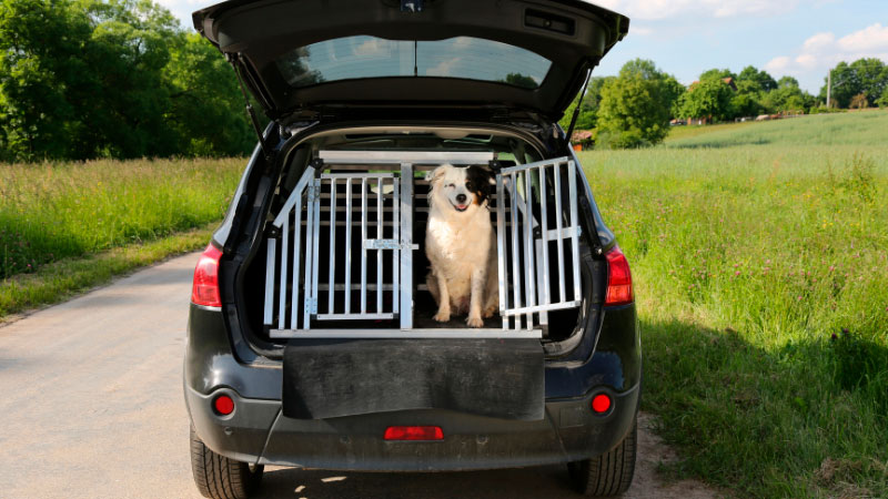 Voyager avec son chien, en voiture