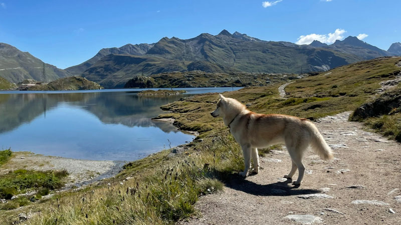 Voyager avec son chien, nos conseils