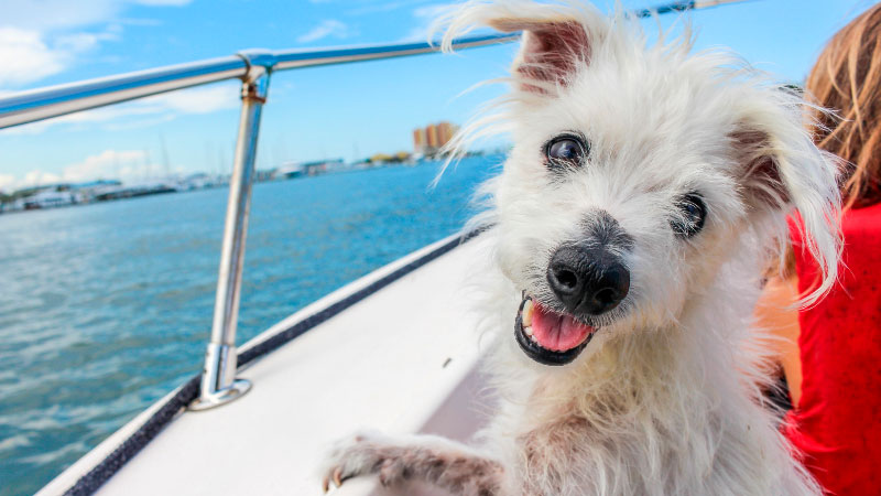 Voyager avec son chien en bateau