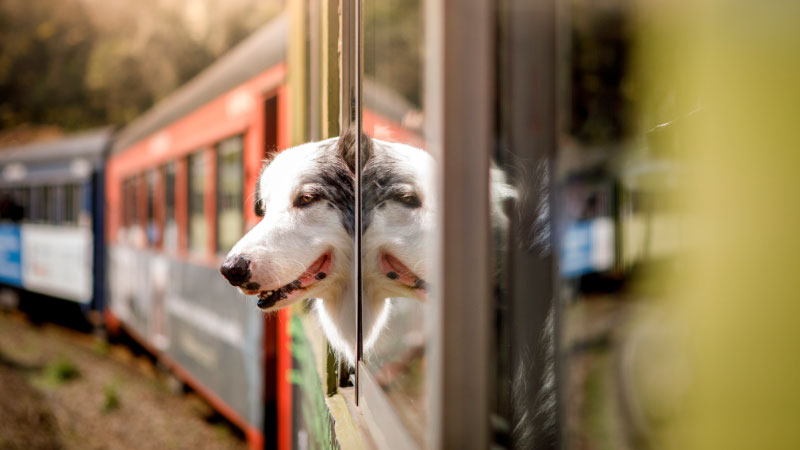 Voyager avec son chien en train