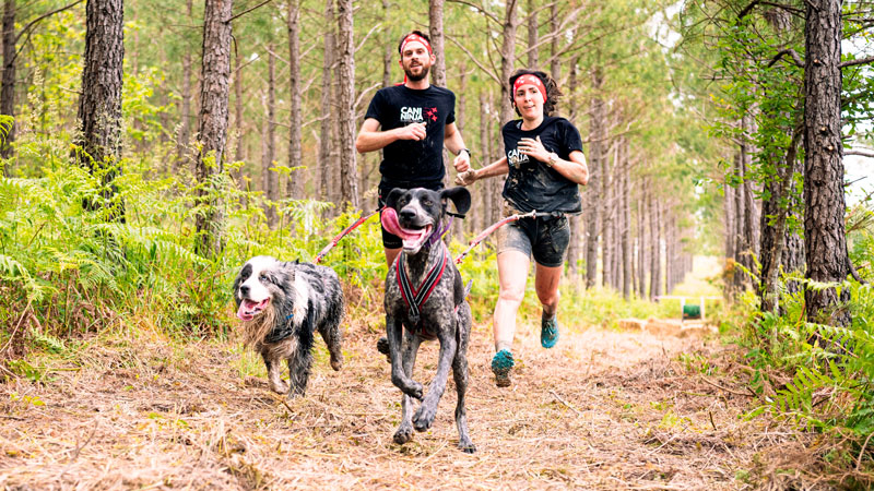 Le canicross pour une rentrée des chiens sportive