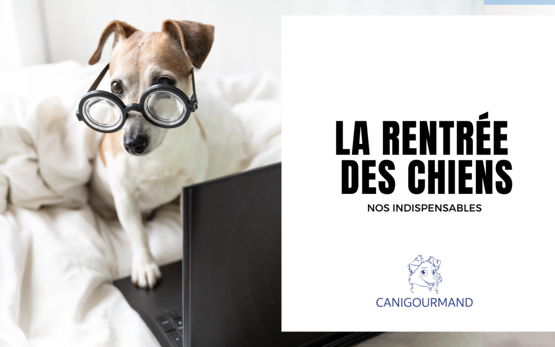 La rentrée des chiens : Nos indispensables