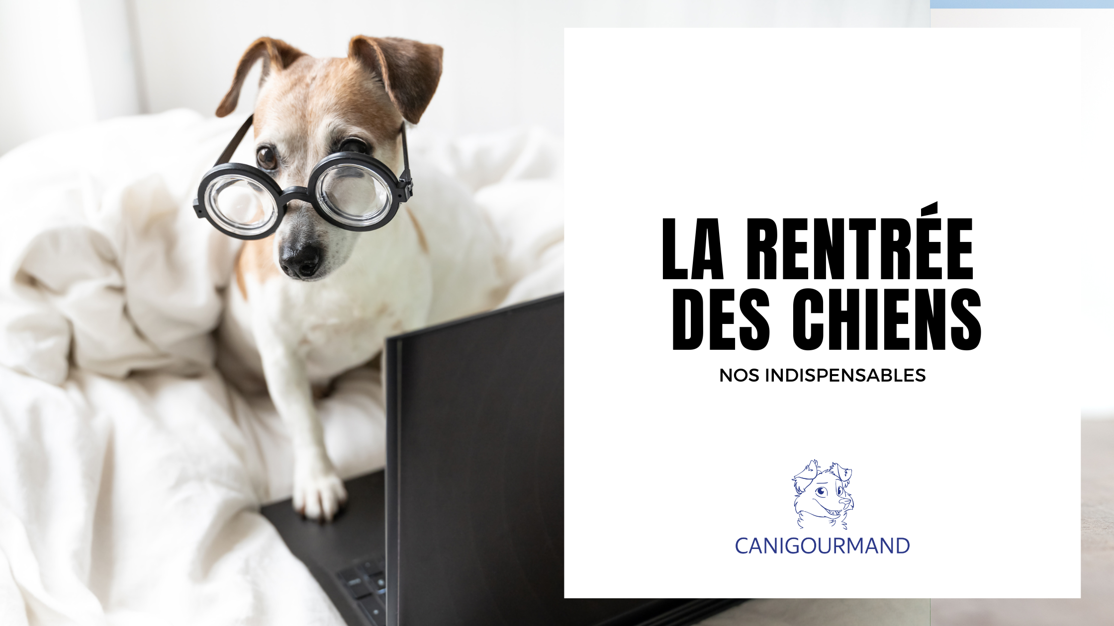 Rentrée canine, nos indispensables