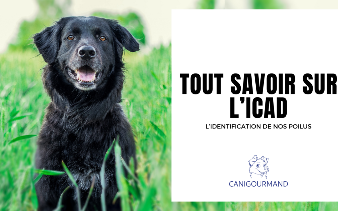 Tout savoir sur l’ICAD : Le Guide de l’Identification des Carnivores Domestiques