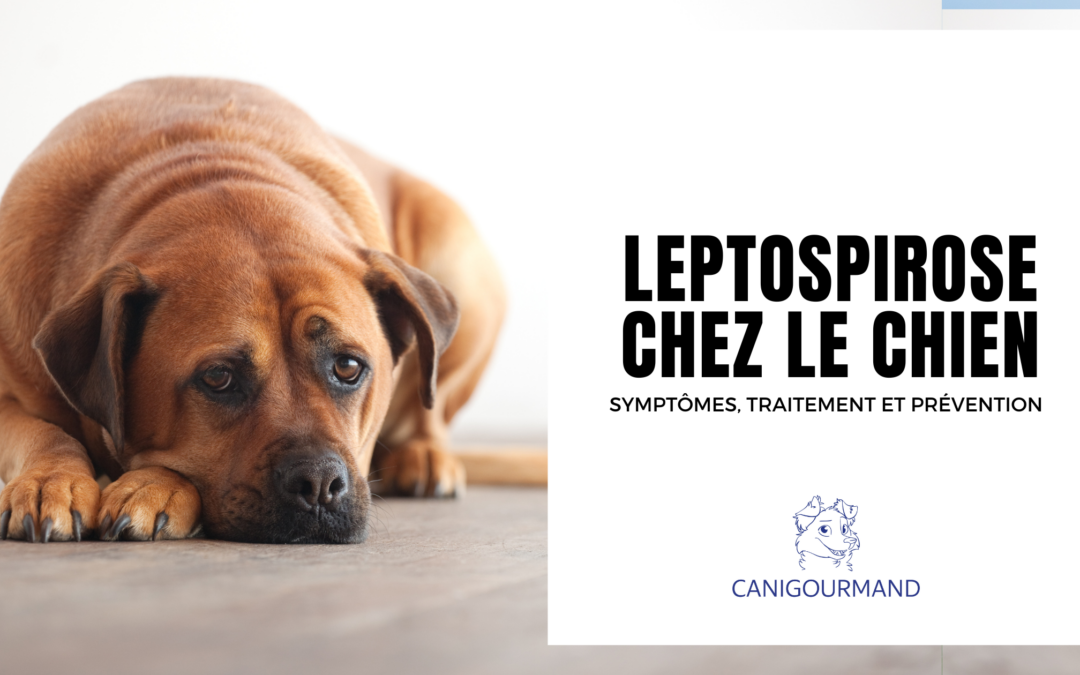 Leptospirose chez le Chien : Symptômes, Traitement et Prévention Essentielle