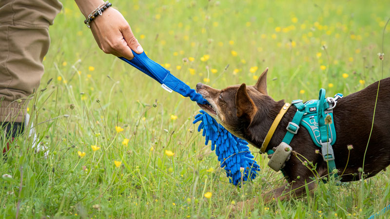 Rentrée canine, jouet d'interaction