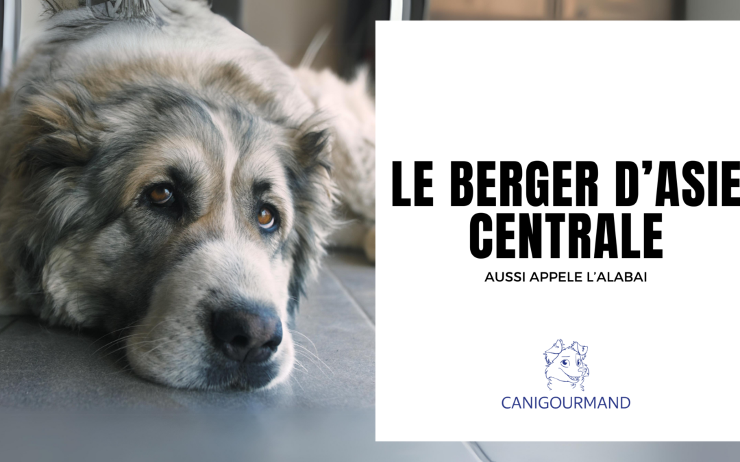 Le Berger d’Asie Centrale : Une Popularité en Hausse sur les Réseaux Sociaux