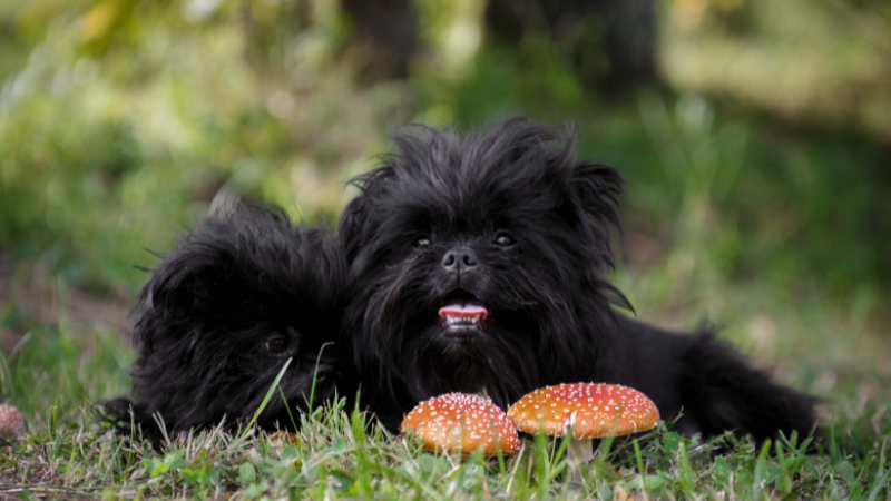 Les dangers de l’automne pour les chiens, les champignons sont très toxiques !