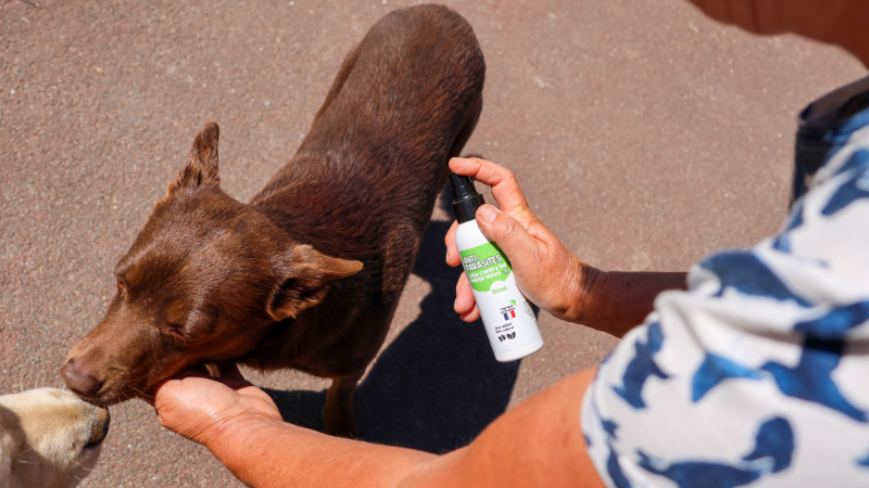 Antiparasitaire naturel pour chien