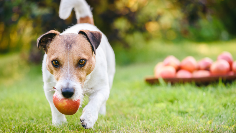 Les dangers de l’automne pour les chiens : attention aux fruits pourris