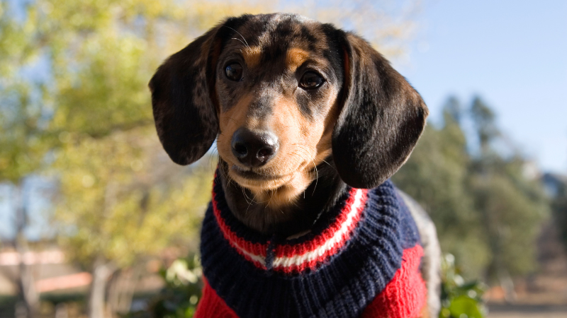 Les dangers de l’automne pour les chiens : baisse des température