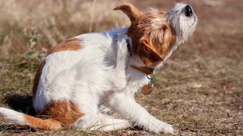 Les dangers de l’automne pour les chiens : allergies saisonnière chien