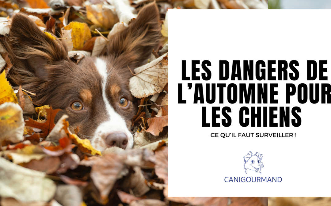 Les dangers de l’automne pour les chiens