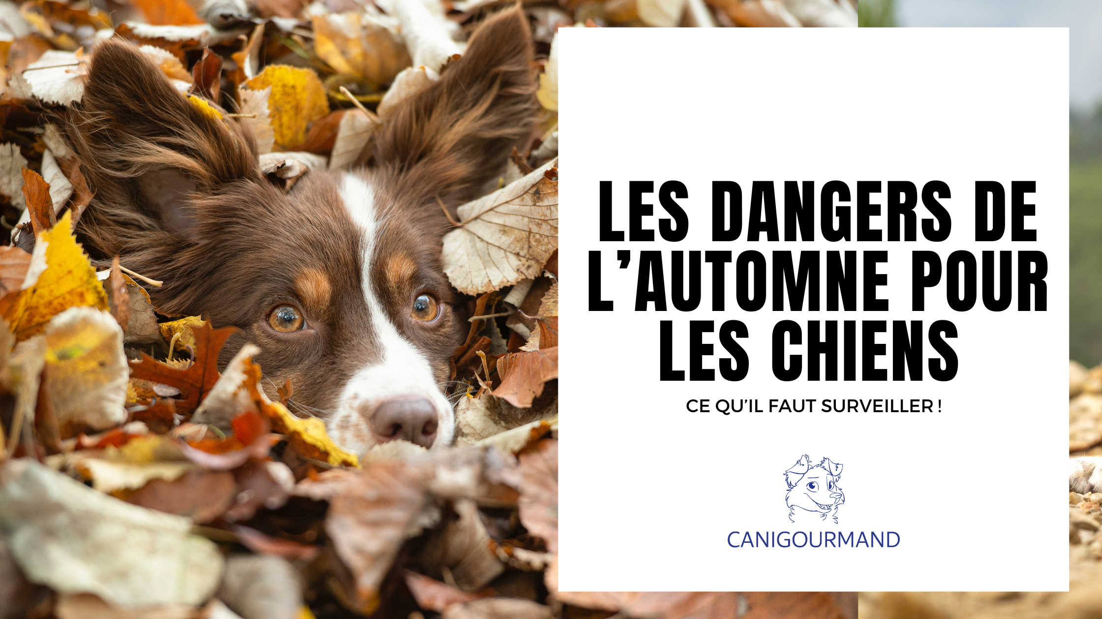 Les dangers de l’automne pour les chiens