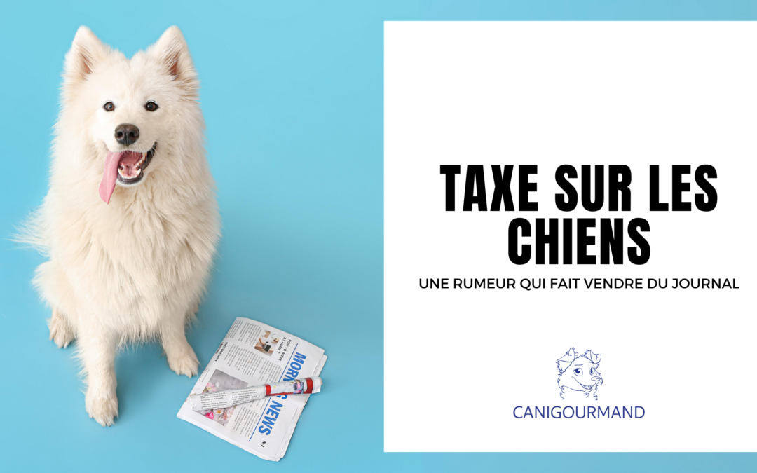 Impôt chien 2025 : Ce que vous devez savoir sur la rumeur d’une taxe canine