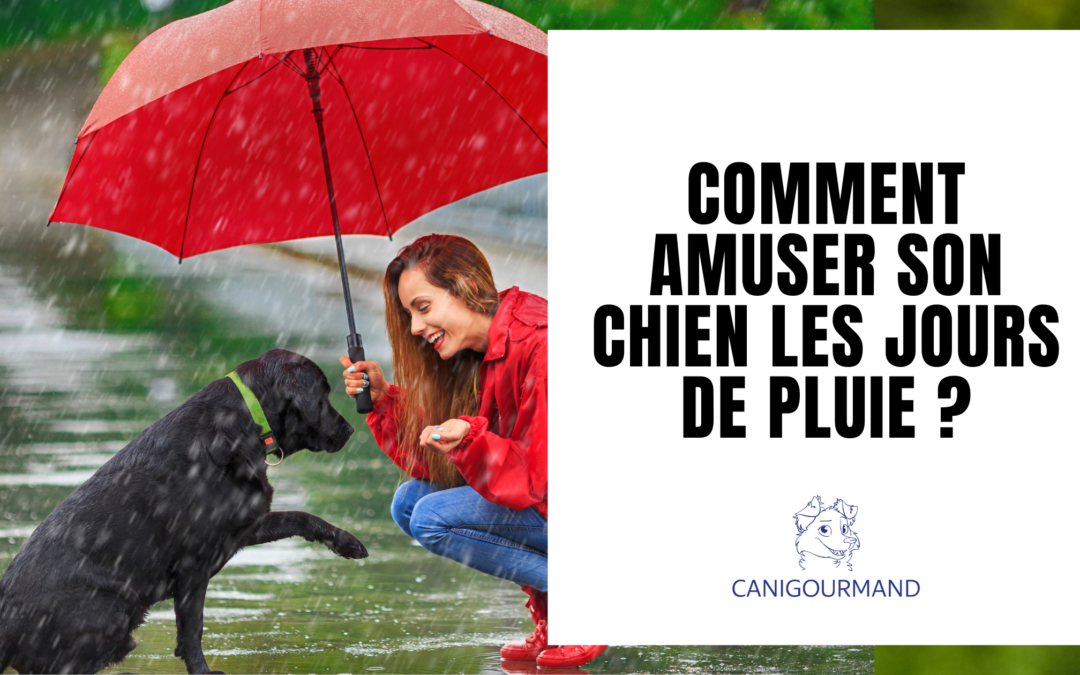 Comment amuser son chien les jours de pluie