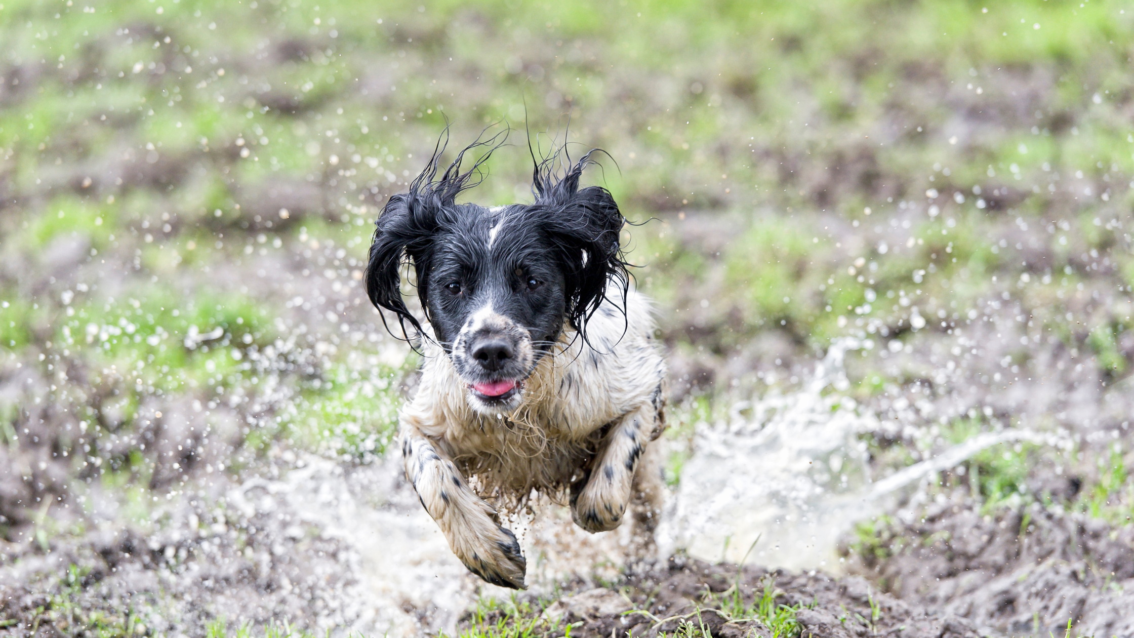 Comment amuser son chien quand il pleut ? Avec une Balade pluvieuse pour chien