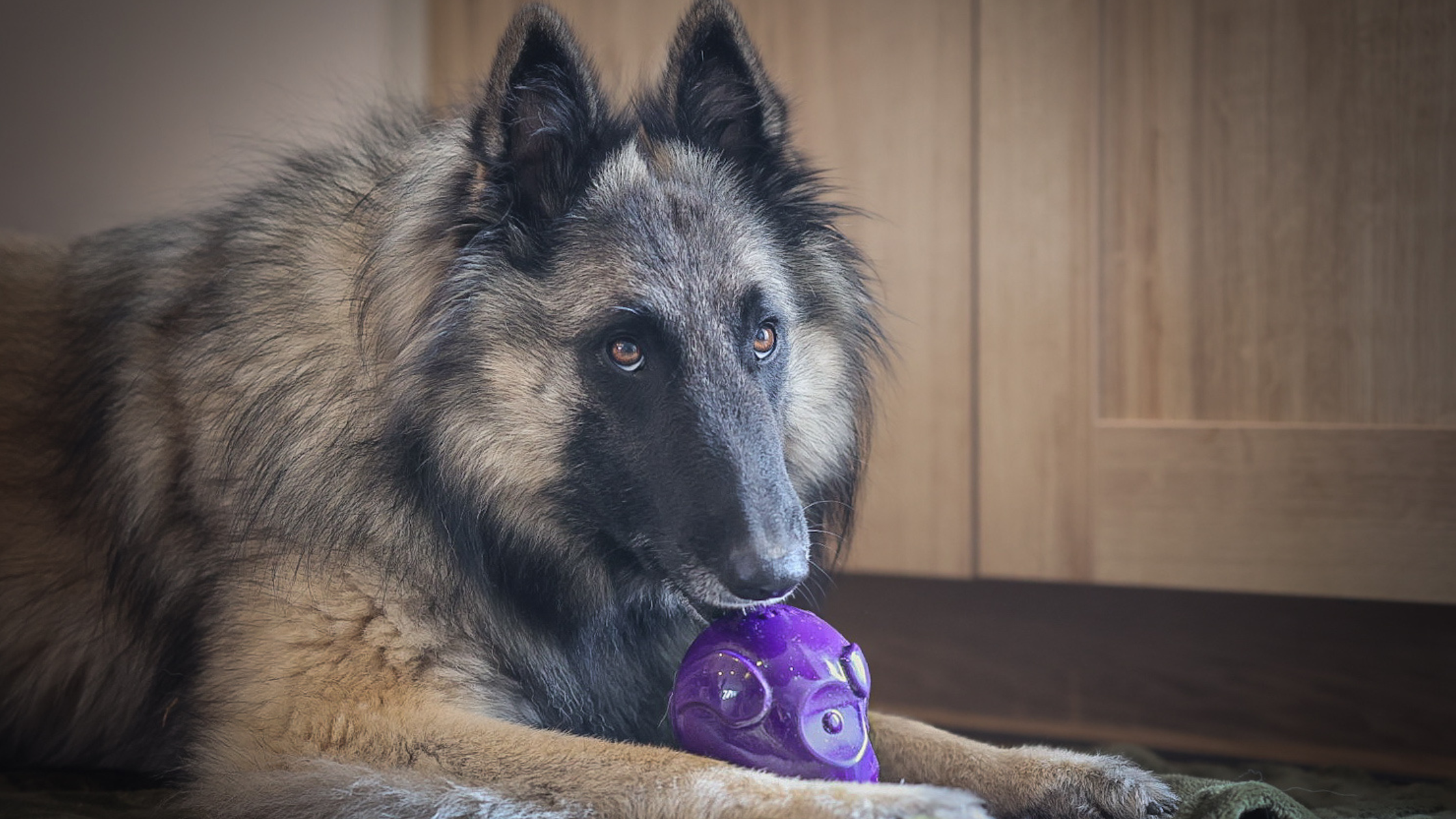 Comment amuser son chien les jours de pluie : avec un jouet à remplir