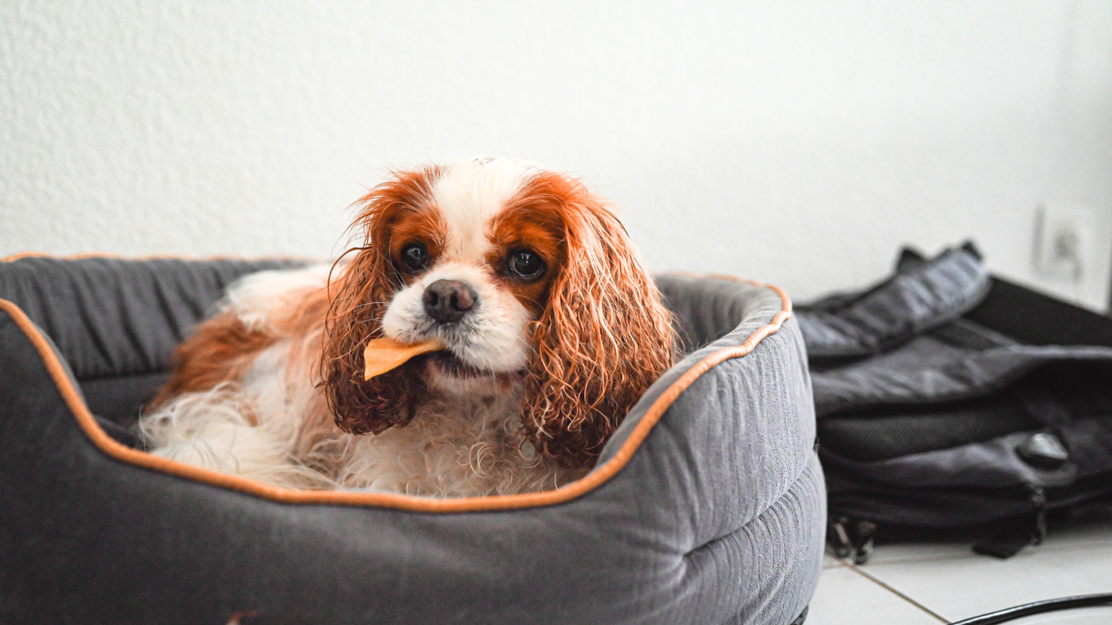 Comment amuser son chien les jours de pluie : avec une friandise de mastication 100% naturelle