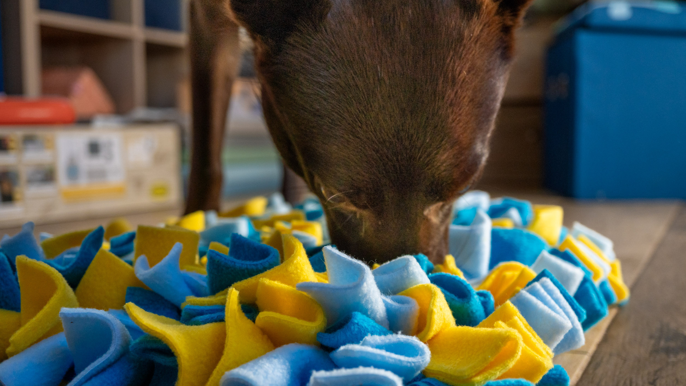 Comment amuser son chien les jours de pluie : avec un tapis de fouille