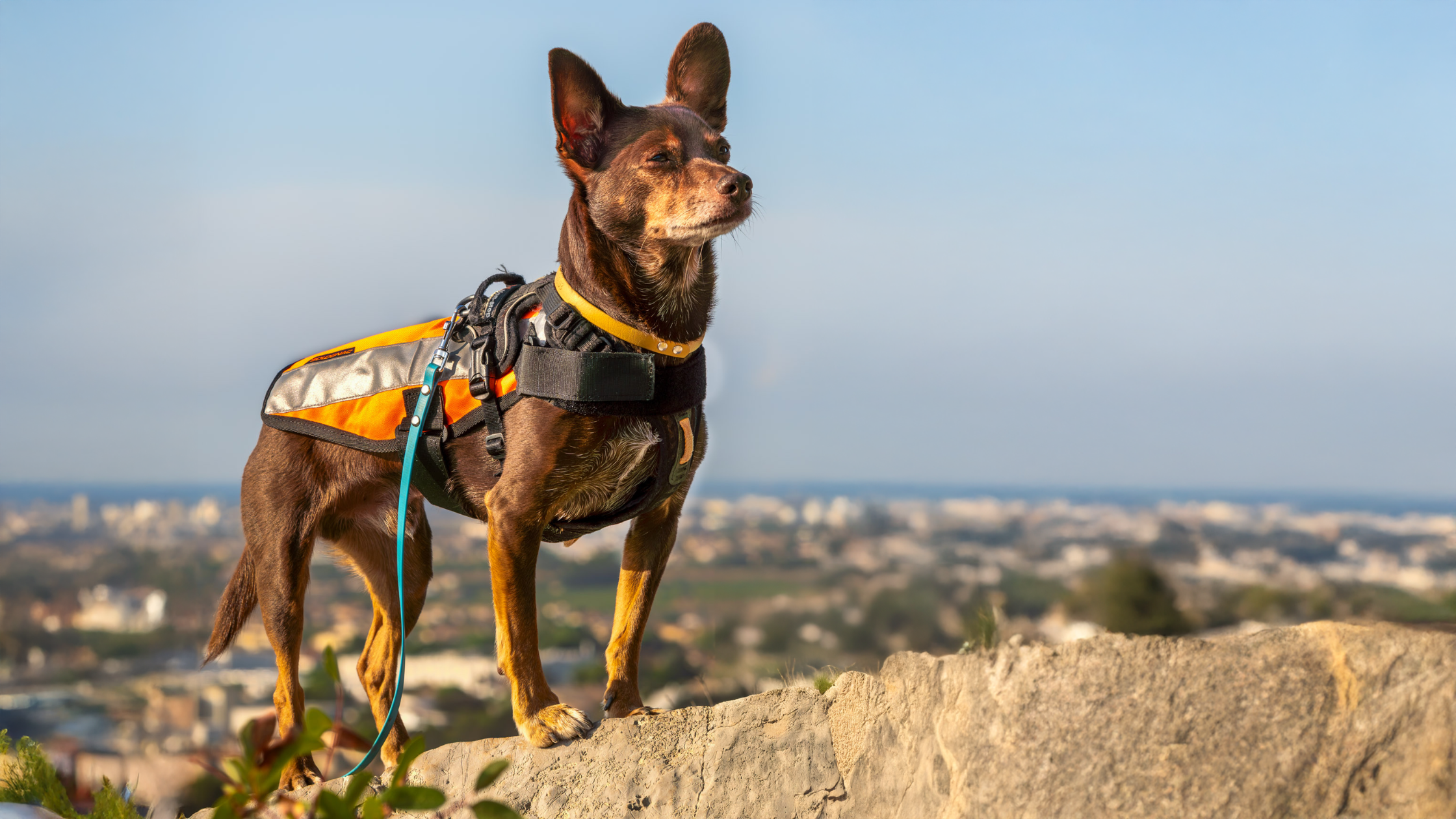 Les vêtements fluos sont-ils obligatoires pour se promener en forêt pendant la période de chasse ?