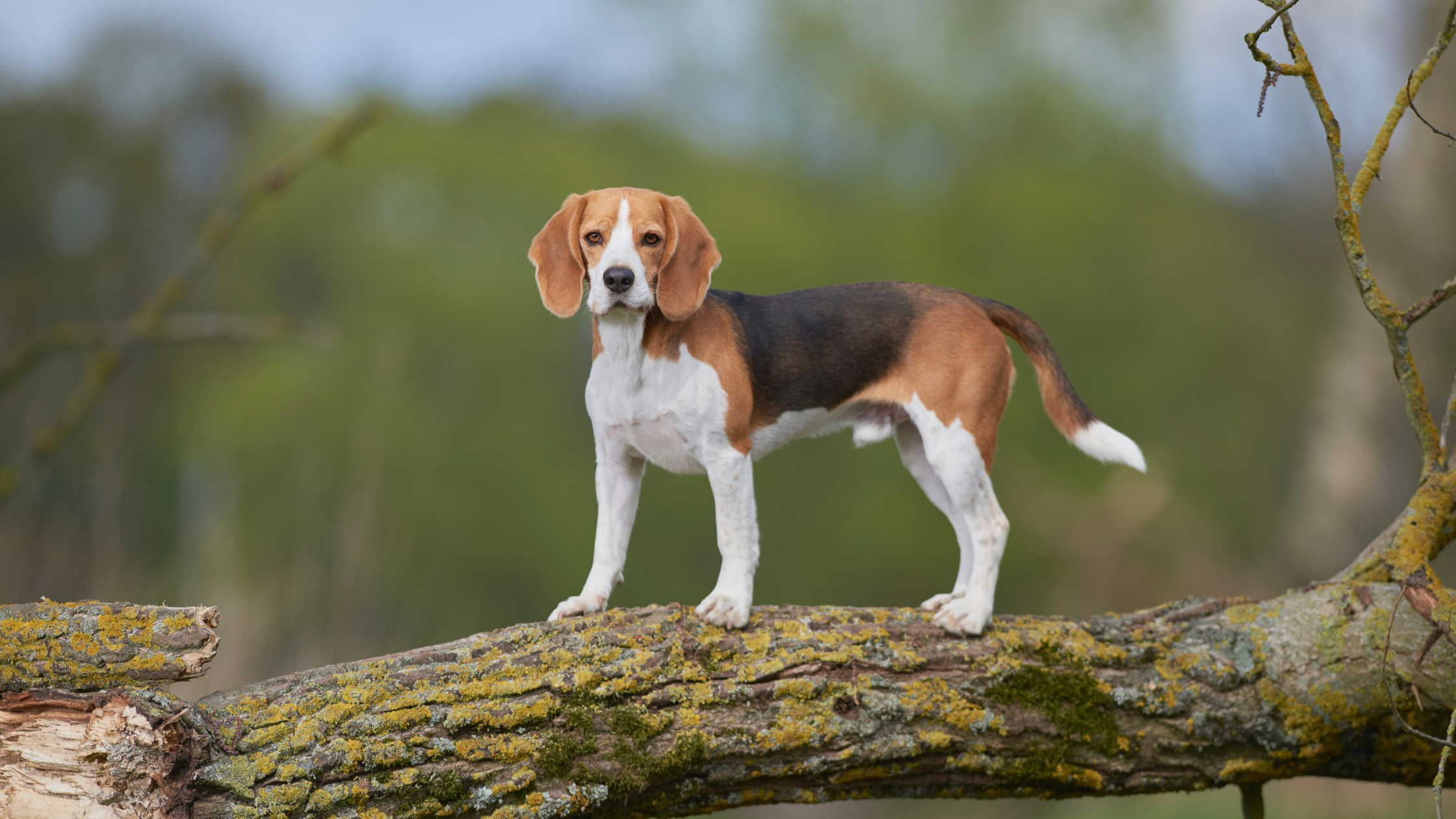 chien beagle