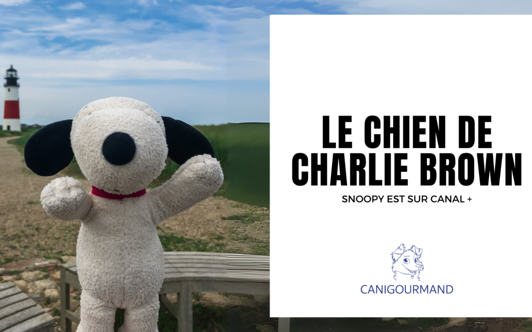 chien charlie brown snoopy